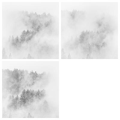 trees in the mist - Blog post by Photographer Mike Schernbeck / 2024-05-13 13:52