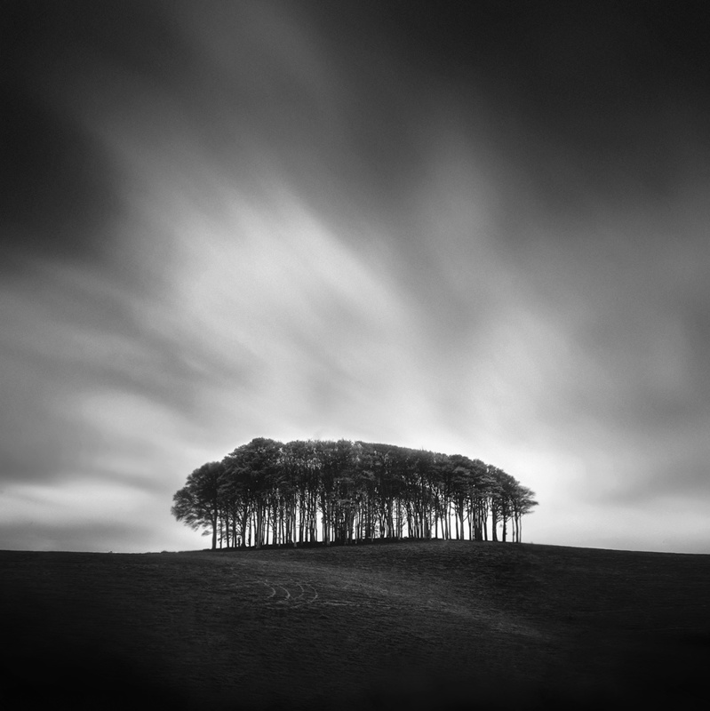 Bunch of Trees - &copy; Andy Lee | Landscapes