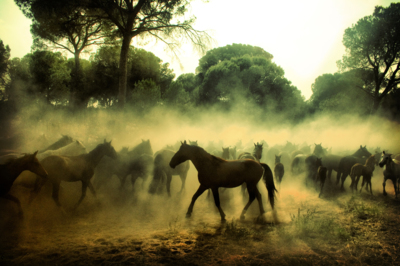 Wild Horses / Wildlife  Fotografie von Fotografin Ana Sioux ★3 | STRKNG