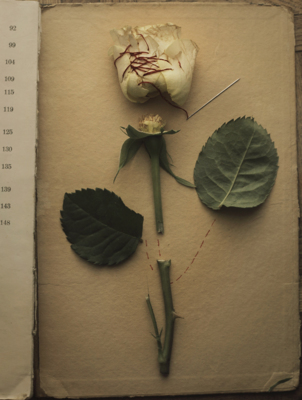 The Rose from &quot;The Botany Lesson&quot; series / Still-Leben  Fotografie von Fotografin Magdalena Franczuk ★32 | STRKNG