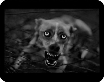 The Animals / Animals  photography by Photographer Giacomo Brunelli ★12 | STRKNG