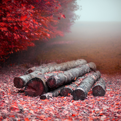 automne / Nature  photography by Photographer Eric Frey ★6 | STRKNG
