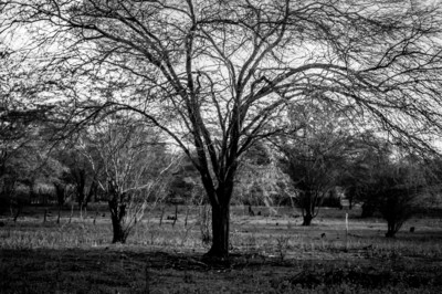 The trees / Black and White  photography by Photographer O fotografo casual | STRKNG