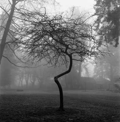 Maple Tree / Natur  Fotografie von Fotograf Bobby Ce ★1 | STRKNG