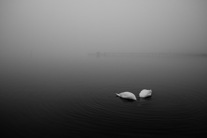 Swan - &copy; Patrick Leube | Natur