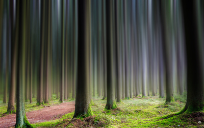 Im Wald / Landscapes  Fotografie von Fotograf Christian Burghardt ★1 | STRKNG