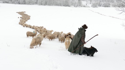 Shepherd with his sheep / Natur  Fotografie von Fotografin Cordula Kelle-Dingel ★3 | STRKNG