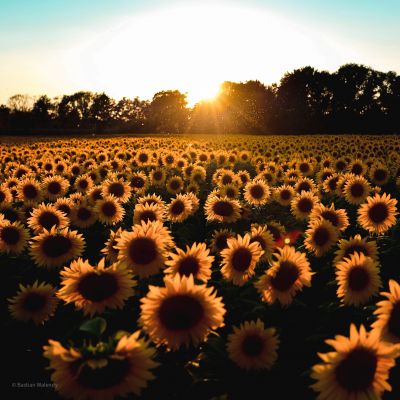 sUnFLoWeRS mAkE YoU hApPy / Landscapes  photography by Photographer Lieblingsfarbe Blau | STRKNG