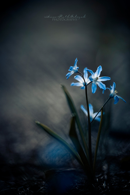Blue stars / Makro  Fotografie von Fotografin Insa Sobczak ★4 | STRKNG