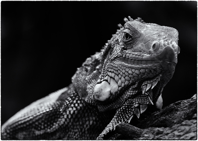 Iggy / Animals  photography by Photographer Michael ★2 | STRKNG