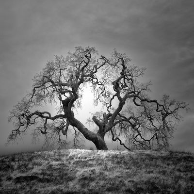 Oak II / Landscapes  Fotografie von Fotograf Nathan Wirth ★16 | STRKNG