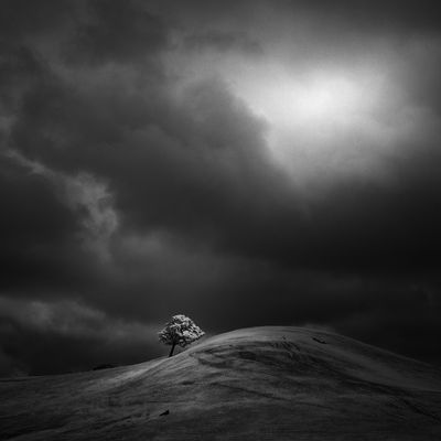 tree and hill / Landscapes  Fotografie von Fotograf Nathan Wirth ★16 | STRKNG