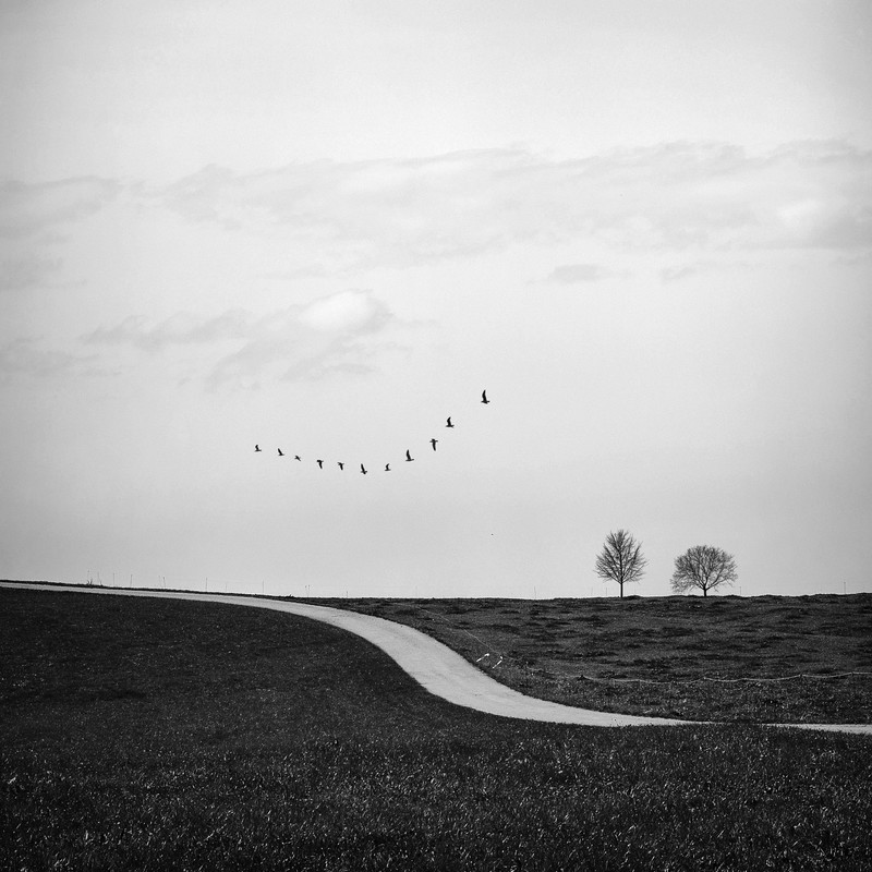 eleven birds - &copy; Renate Wasinger | Landscapes