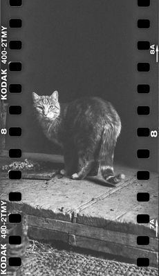Cat / Schwarz-weiss  Fotografie von Fotograf LWR.Photography ★1 | STRKNG