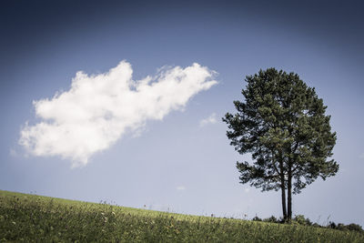 a tree and a cloud / Landscapes  Fotografie von Fotograf bildausschnitte.at ★2 | STRKNG