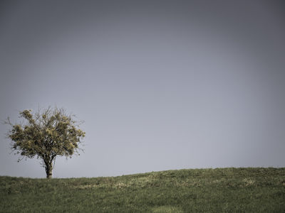 one tree in the landscape / Landscapes  Fotografie von Fotograf bildausschnitte.at ★2 | STRKNG