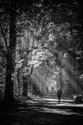 Eilenriede in the morning II / Black and White  photography by Photographer Sebastian Berger ★4 | STRKNG