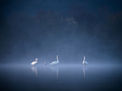 Early morning and some swans / Natur  Fotografie von Fotograf Felix Wesch ★7 | STRKNG