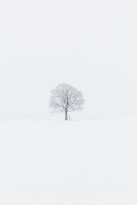 solitary tree / Schwarz-weiss  Fotografie von Fotograf Ronny Enzenberg ★1 | STRKNG