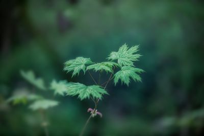 Blätter hedöns / Kreativ  Fotografie von Fotograf Hartmut Kettenburg | STRKNG