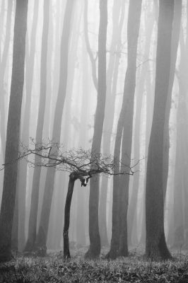 The Crown / Black and White  photography by Photographer Tomáš Hudolin ★2 | STRKNG