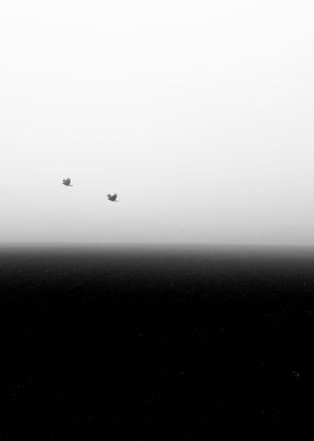 Nebel / Schwarz-weiss  Fotografie von Fotograf David Jahn ★3 | STRKNG