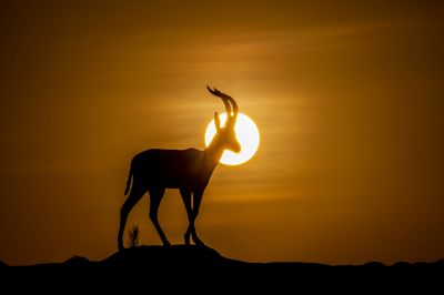 Gazelle leptoceros / Wildlife  photography by Photographer mory_net | STRKNG