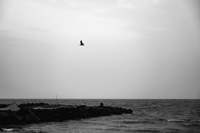 BW bird fly on beach / Nature  photography by Photographer Ali Alshanbri | STRKNG