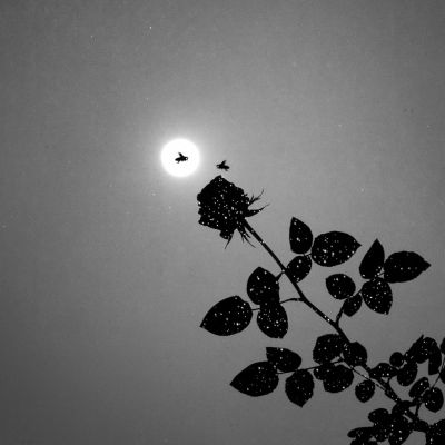Star pollen / Conceptual  photography by Photographer Lucas Garcete ★2 | STRKNG